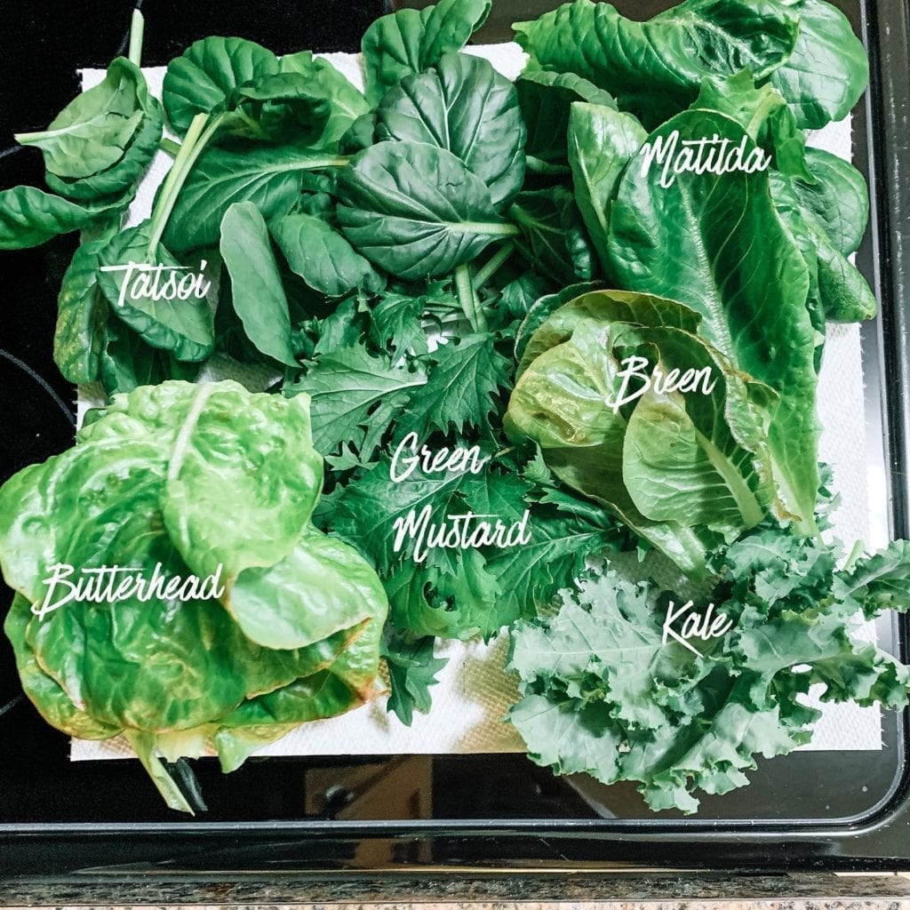 picture of different kinds of bitter greens